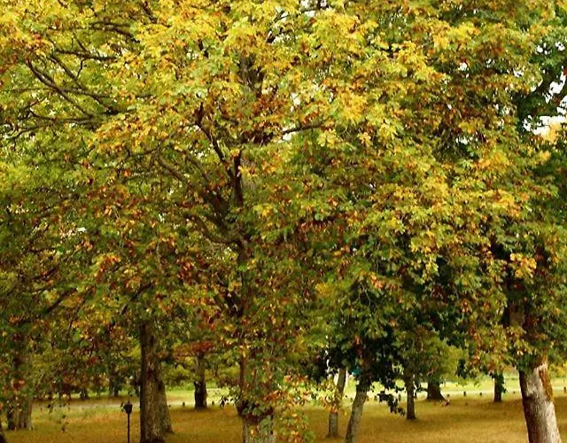 Juvenil Espinosa De Monteros
